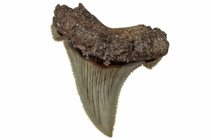 Serrated Angustidens Tooth - Megalodon Ancestor #315493